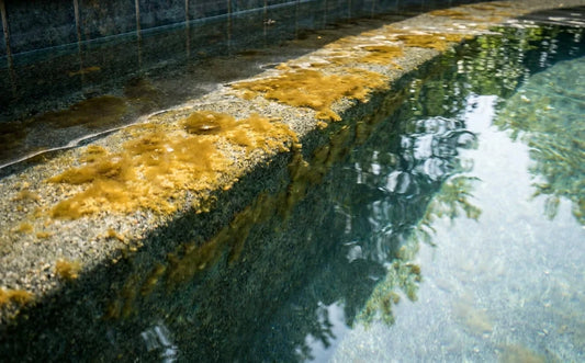 Mustard Algae in Australian Pools